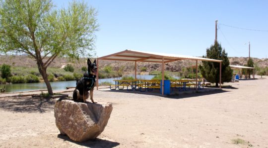 Dog Park - Truth or Consequences, NM