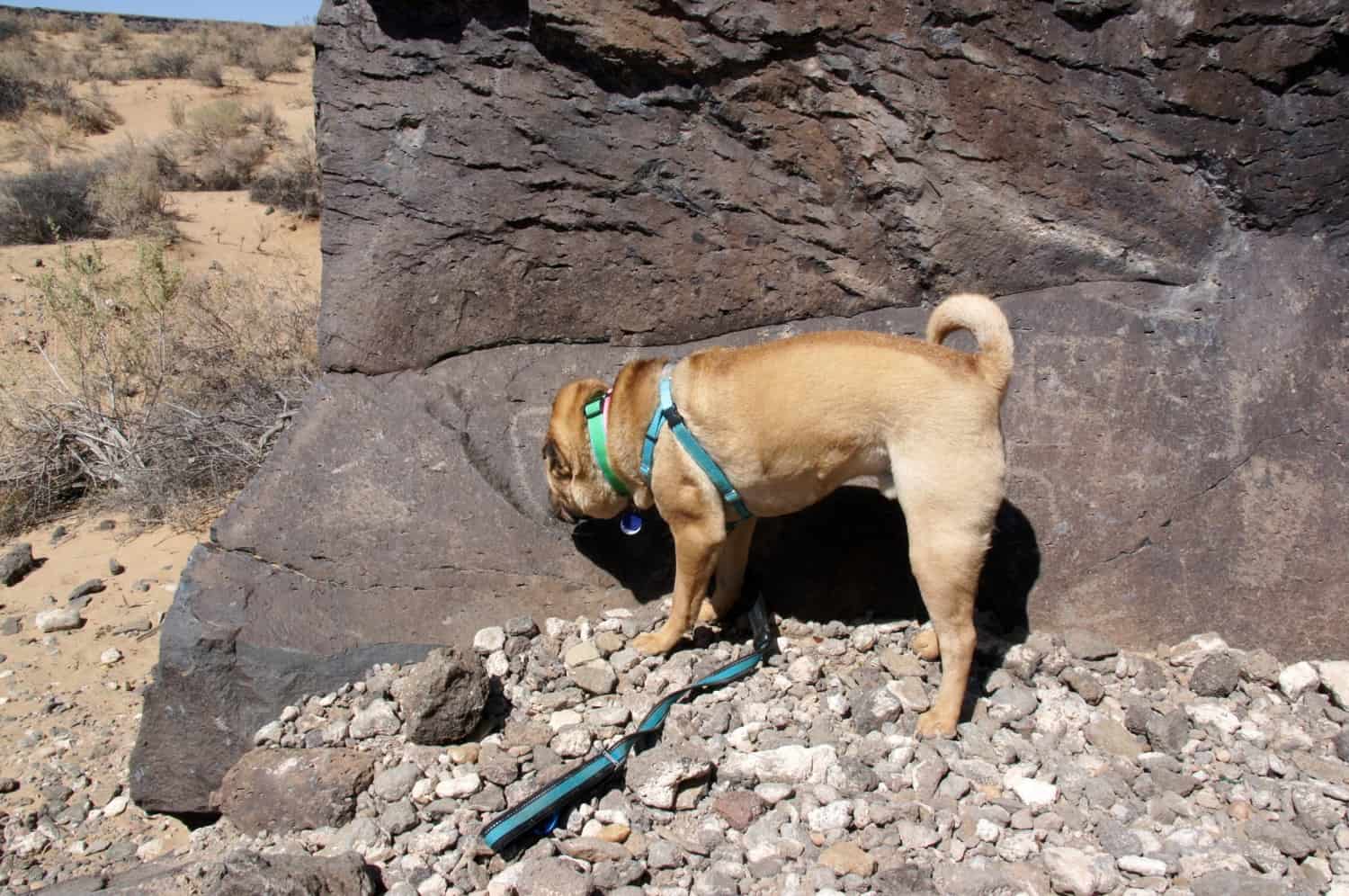 Petroglyph National Monument - Albuquerque, NM