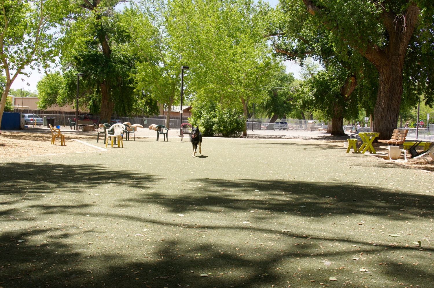 Dog Park - Albuquerque, NM