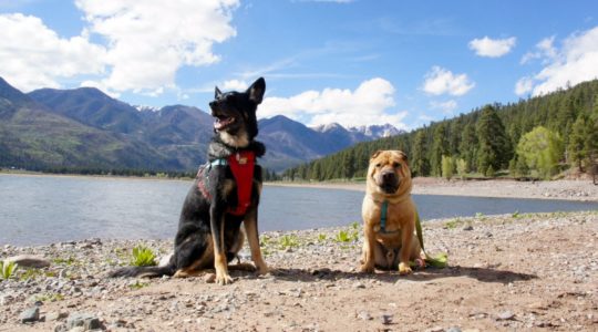 Buster and Ty - Vallecito Lake, CO