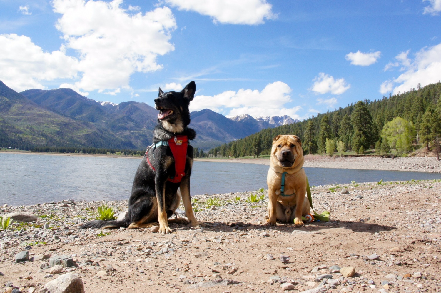 Buster and Ty - Vallecito Lake, CO