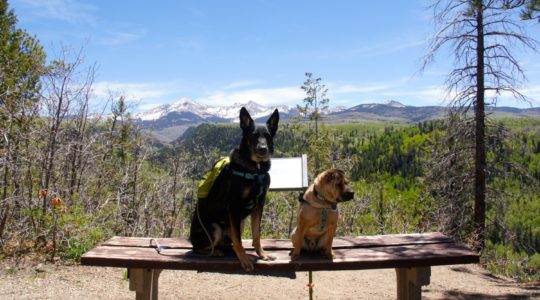 Buster and Ty in San Juan National Forest - Mancos, CO