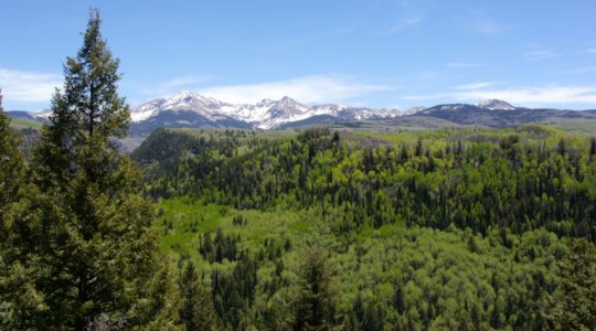 San Juan National Forest - Mancos, CO