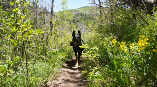 Buster in San Juan National Forest - Mancos, CO