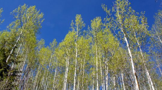 San Juan National Forest - Mancos, CO