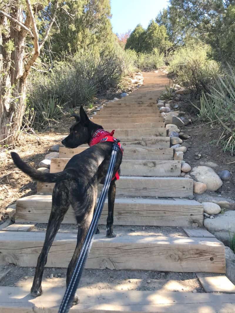 Dog in a red bandana on the Skysteps in dog friendly Durango, CO