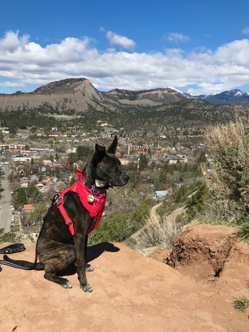 Brindle dog in a red bandana overlooking Durango, CO with mountains in the background