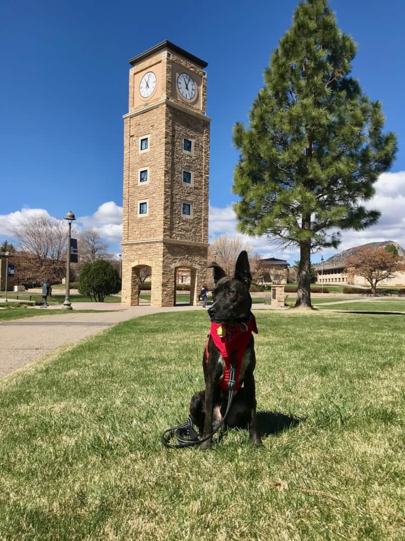 Brindle dog in a red harness in front of the clocktower on the Fort Lewis College campus in Durango, CO