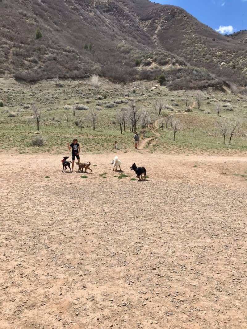 Dogs playing in the dog park in Durango, CO