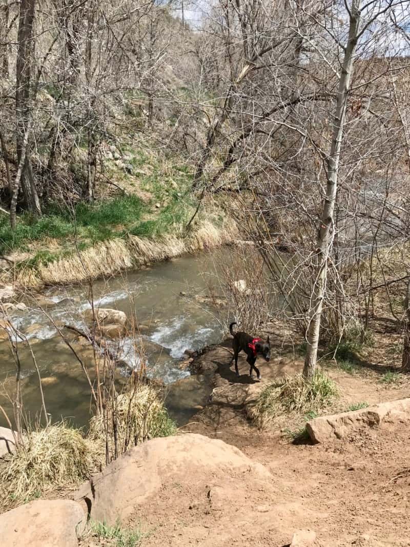 Dog near the creek at the dog park in Durango, CO