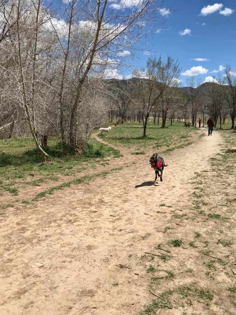 Dog in a red bandana running in the dog park in Durango, CO