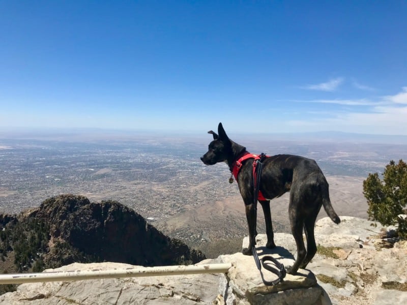 Brindle dog overlooking Albuquerque, NM from Sandia Crest