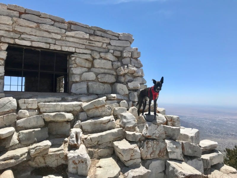 Dog at Kiwanis Cabin overlooking Albuquerque, NM