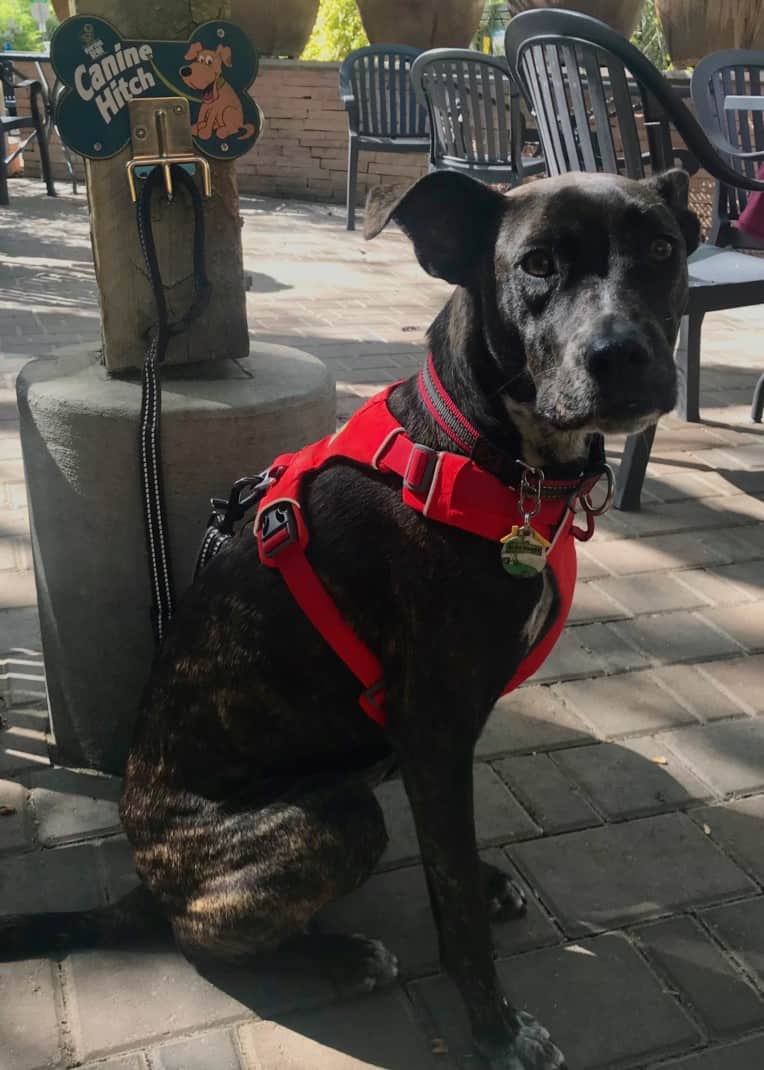 Brindle dog in red harness attached to a 