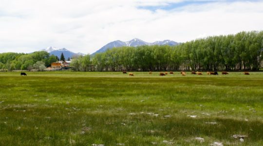 Cows - Salida, CO