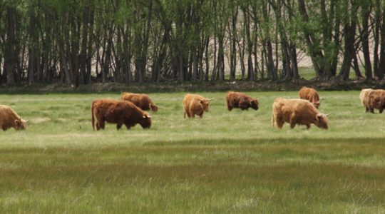 Cows - Salida, CO