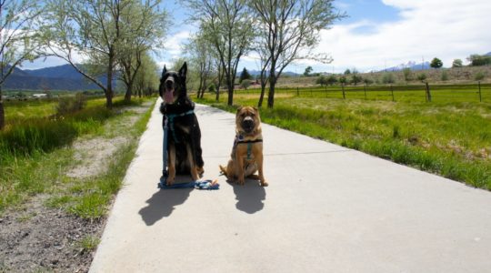 Buster and Ty - Salida, CO