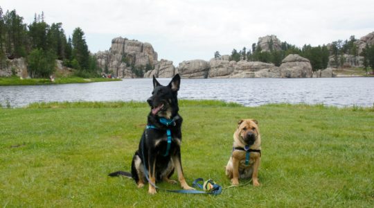 Buster and Ty at Sylvan Lake - Custer, SD