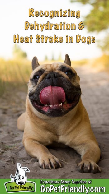 French Bull Dog laying in the shade on a trail exhibiting symptoms of dehydration and heat stroke