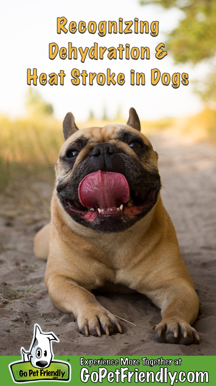 French Bull Dog laying in the shade on a trail exhibiting symptoms of dehydration and heat stroke