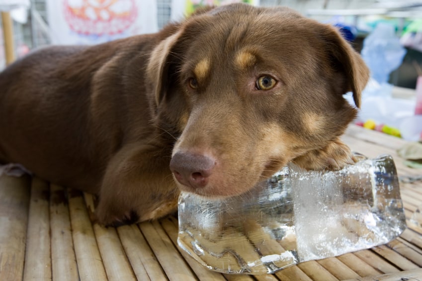 Dog on ice
