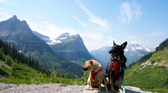 Ty and Buster at Glacier National Park, MT