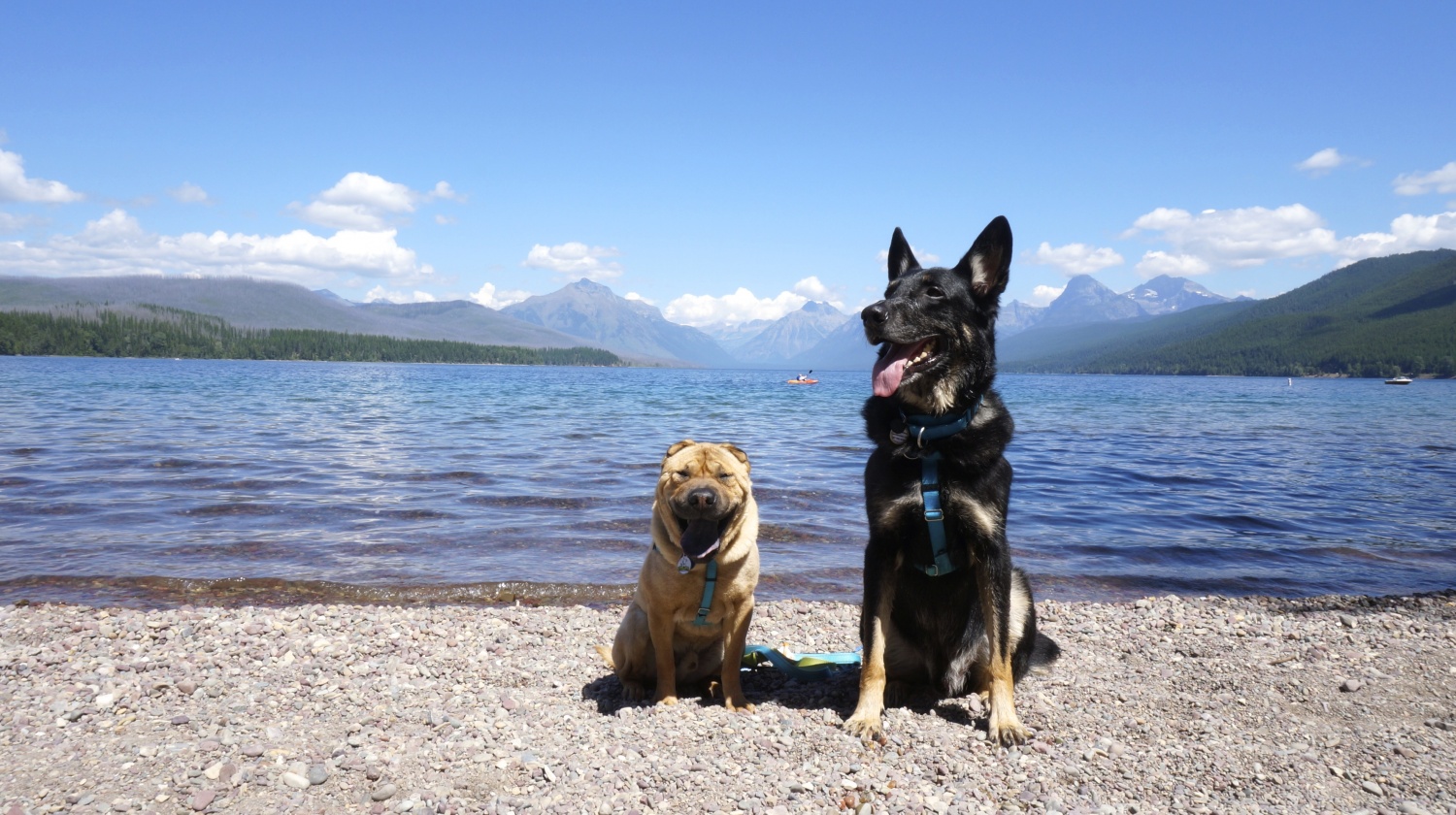 Visiting Glacier National Park With Dogs and Nearby Pet ...