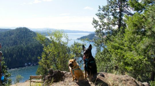 Ty and Buster at Lake Coeur d'Alene, ID