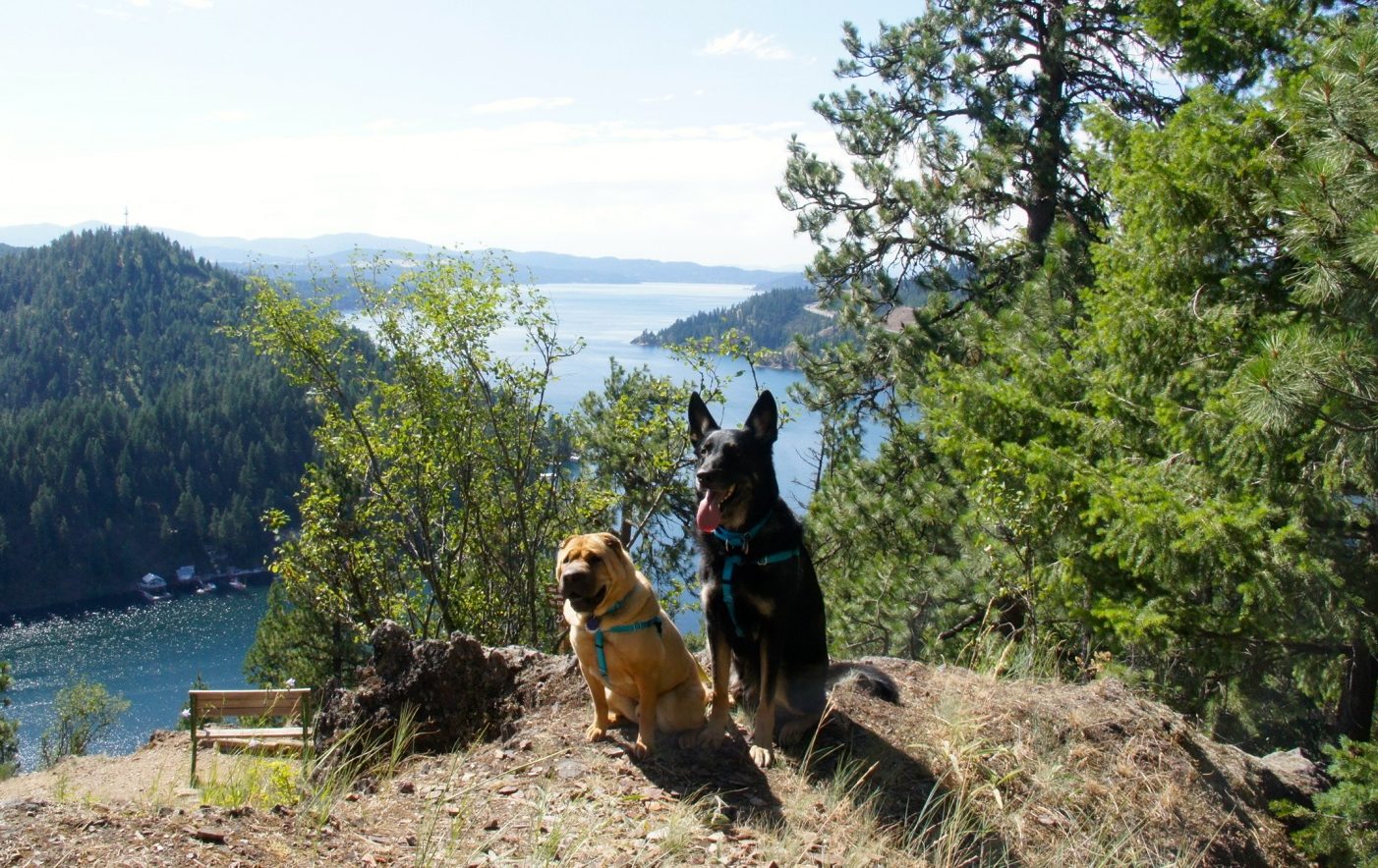 Idaho's Top Pet Friendly Attraction: Lake Coeur d'Alene | GoPetFriendly.com