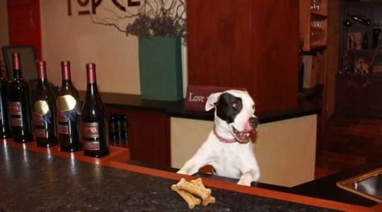 Dog at Topel Winery - Healdsburg, CA
