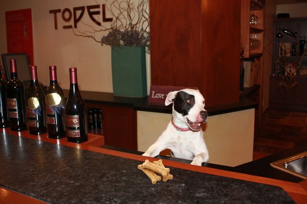 Dog at Topel Winery - Healdsburg, CA