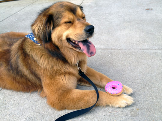 Romeo With his Donut from PetWants - Cincinnati, OH - Visiting Cincinnati with your pet