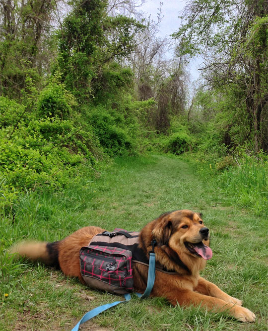 Rowe Woods - Cincinnati, OH - Visiting Cincinnati with your pet