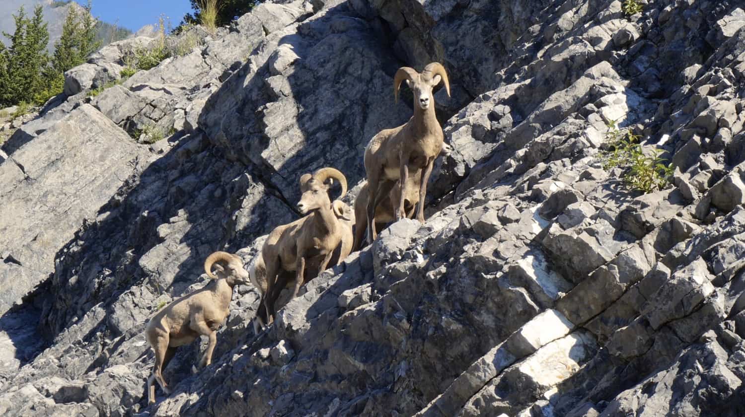 Bighorn Sheep - Banff, AB