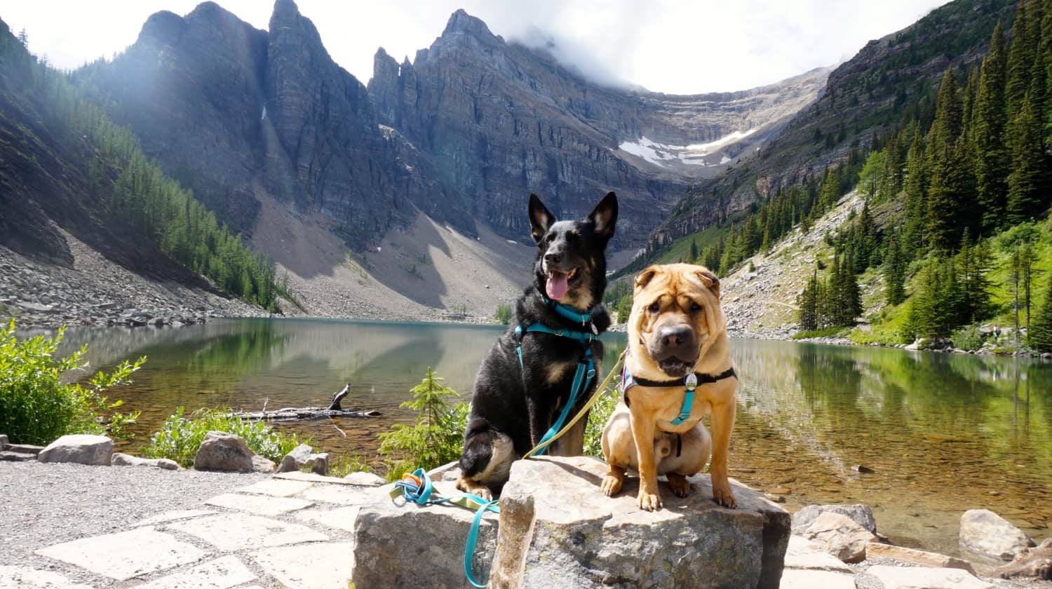 Dog Friendly Hike at Lake Louise