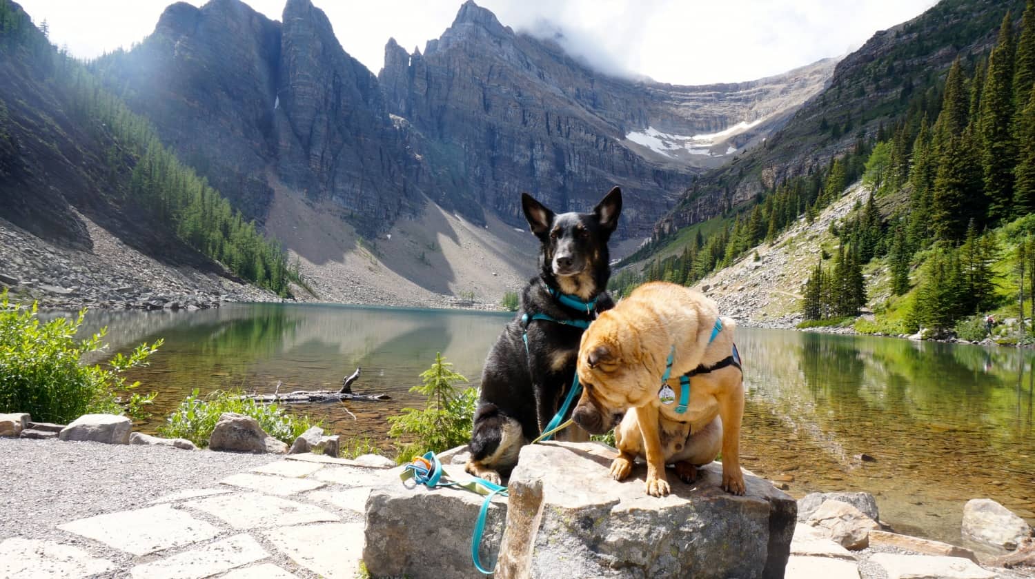Ty and Buster at Lake Agnes - Lake Louise, AB