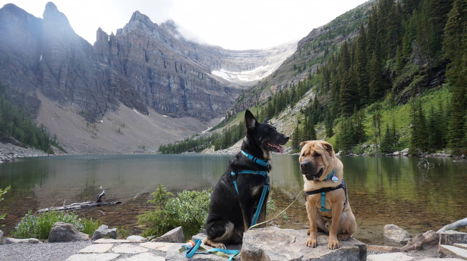 Ty and Buster at Lake Agnes - Lake Louise, AB