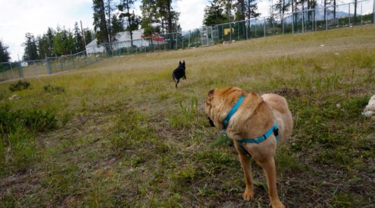 Off-leash Dog Park - Jasper, AB