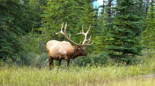 Albert the Elk - Jasper, AB