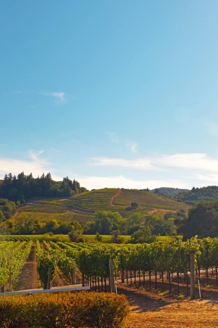 Vineyard with hills in the background. Blue sky. Napa Valley. California. USA.