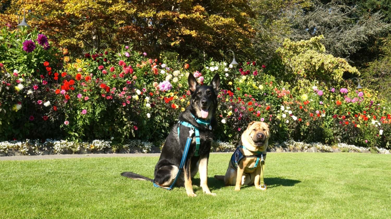 Ty and Buster at Butchart Gardens - Victoria, BC