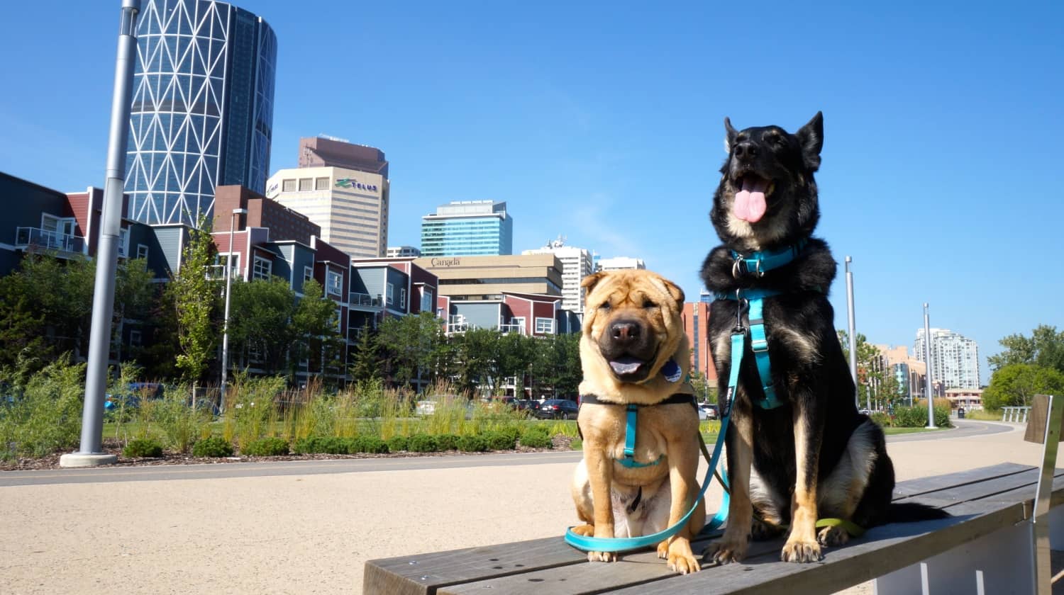 Ty and Buster - Calgary, AB