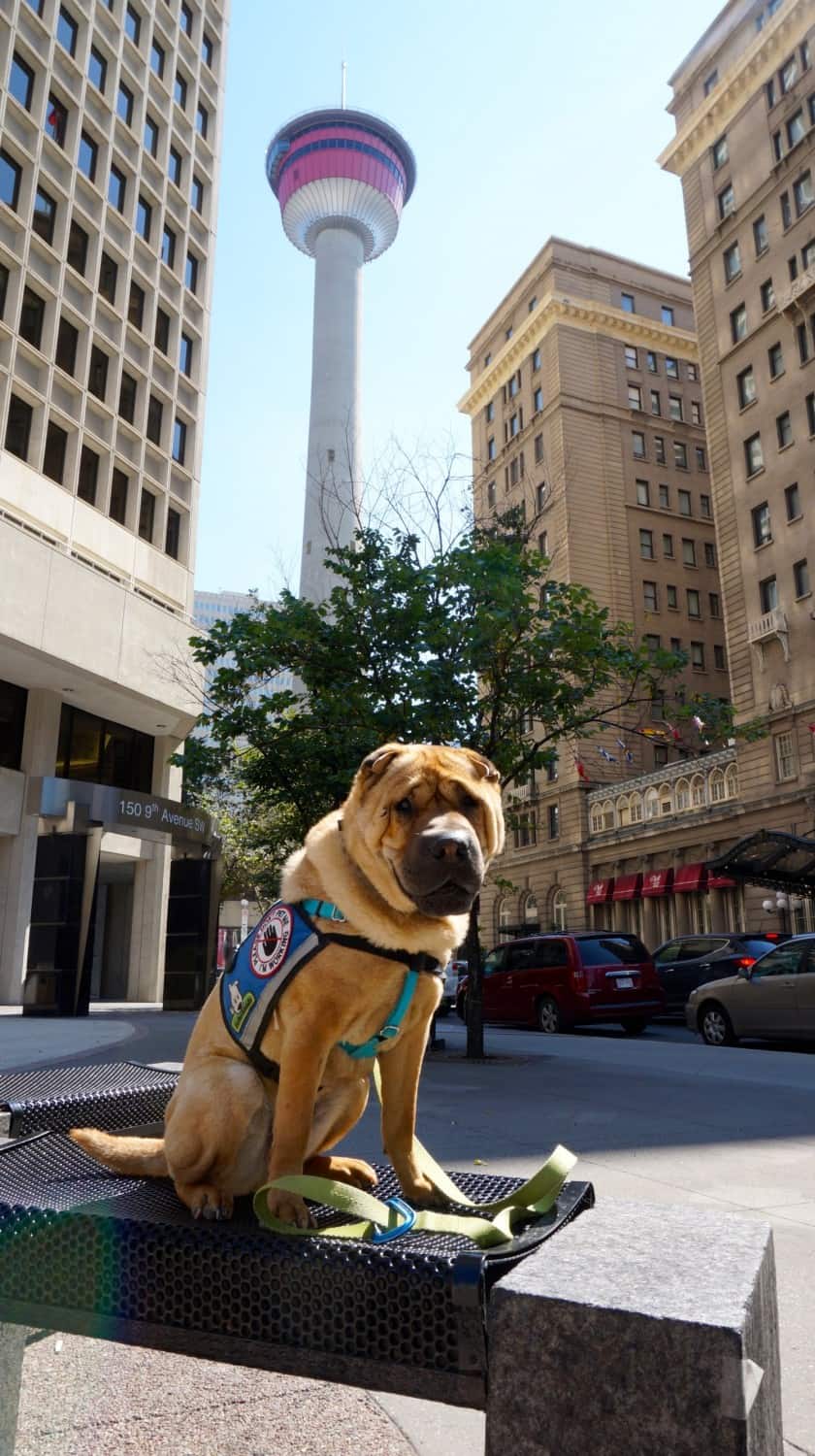 Ty with Calgary Tower - Calgary, AB