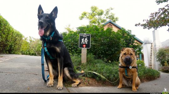 Buster and Ty - Bainbridge Island, WA