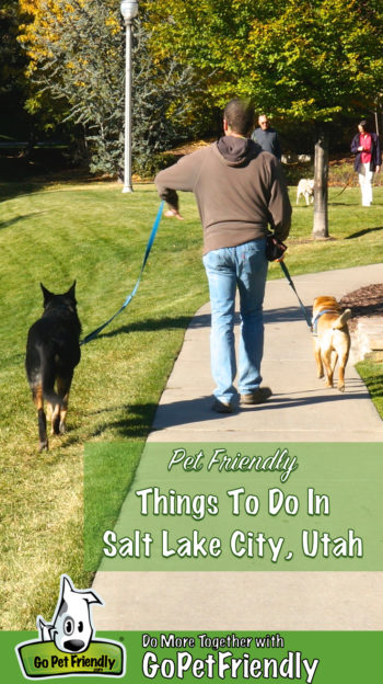 Man walking a Shar-pei and a German Shepherd dog in a pet friendly park in Salt Lake City, UT