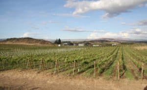 Wilridge Vineyard - Yakima Valley, WA