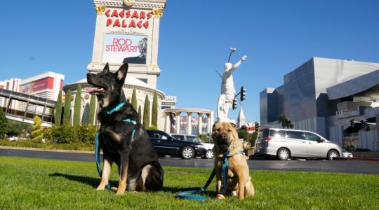 Buster and Ty  - Las Vegas, NV
