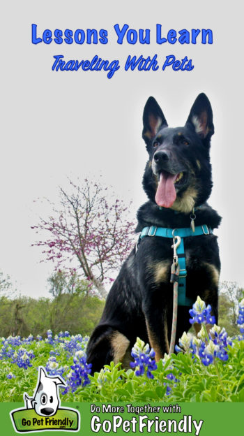 Black and Tan German Shepherd dog with a big smile sitting in purple flowers