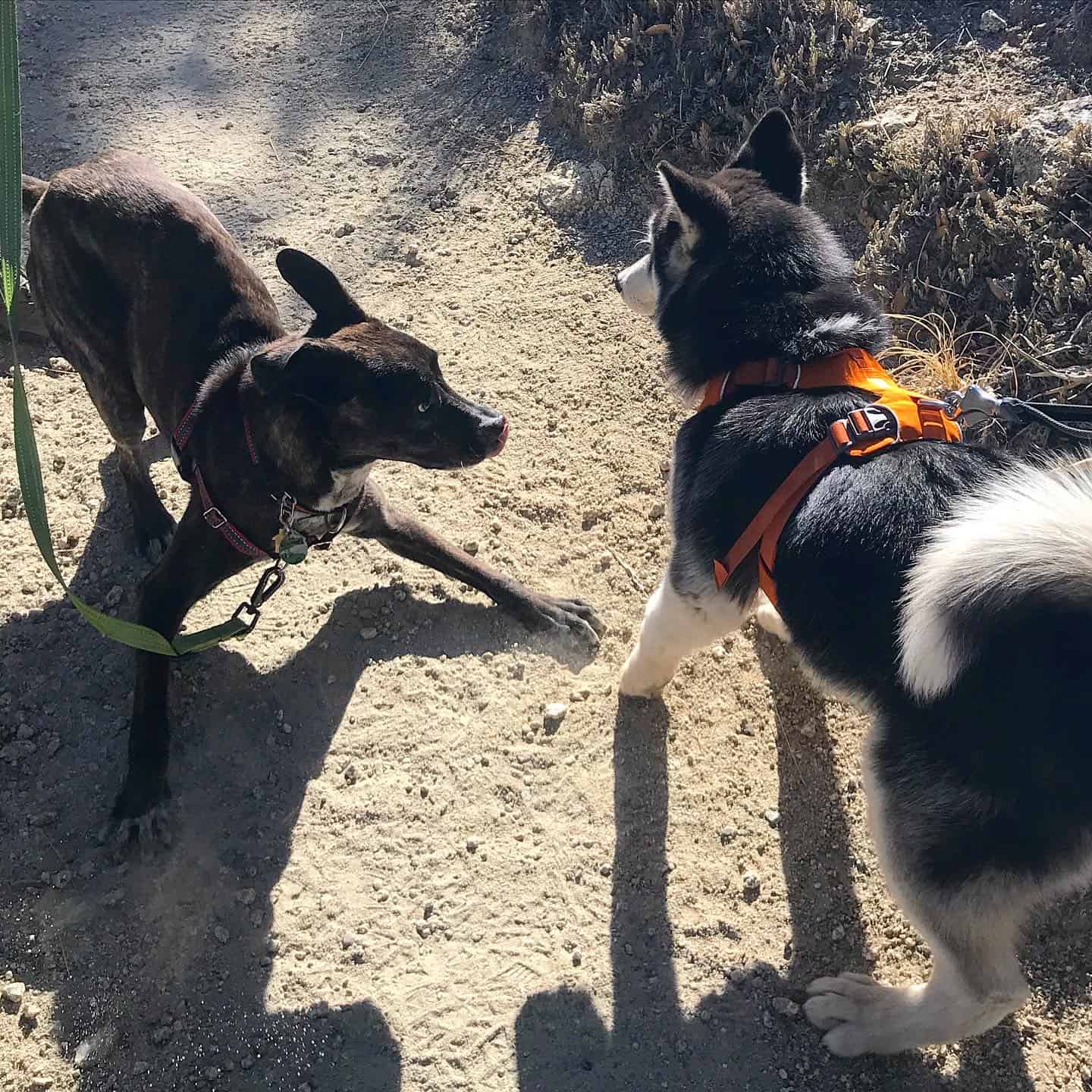 Brindle puppy and Husky dog playing on a pet friendly trail