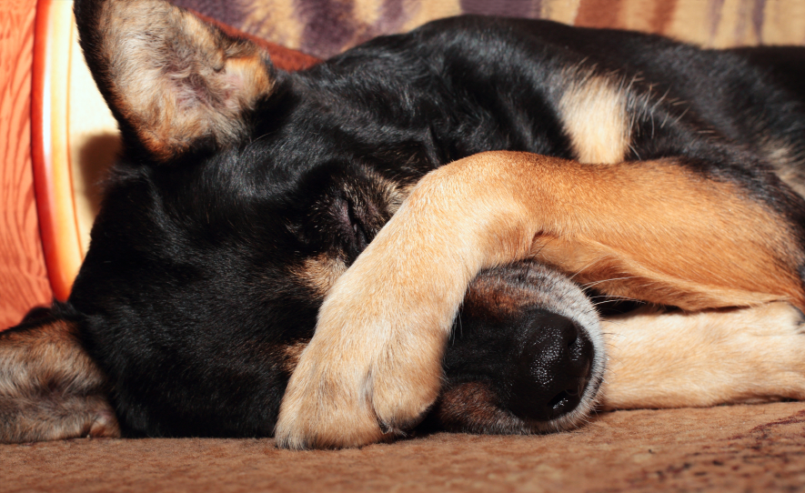 Black and tan dog with paw over nose like he's hiding